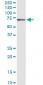 GBP1 Antibody (monoclonal) (M01)